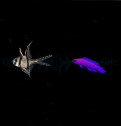 DJM bred fish package 21 (Mix 4)