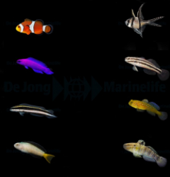 DJM bred fish package 13 (Mix 2)