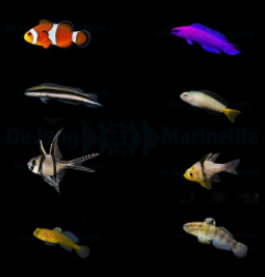 DJM bred fish package 3 (Mix)