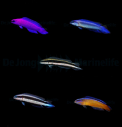 DJM bred fish package 5 (Pseudochromis)