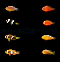 DJM bred fish package 6 (Clownfish)