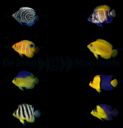 DJM bred fish package 7 (Angels)