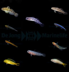 DJM bred fish package 8 (Gobies-Blennies)