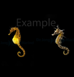 DJM bred fish package 9 (Seahorses)