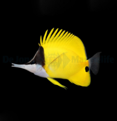 Forcipiger flavissimus