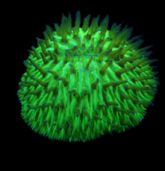 Fungia spp. (Green)