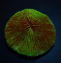 Fungia spp. (Green edge)
