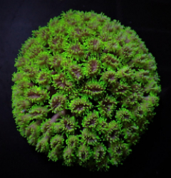 Galaxea spp. (Green)