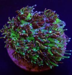 Galaxea spp. (Orange-Rainbow)