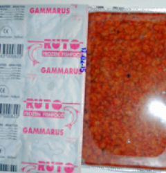 Gammarus (RT)