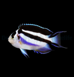 Genicanthus bellus - T.B.