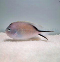 Genicanthus caudovittatus (female)