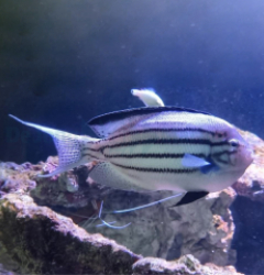 Genicanthus lamarck (male)