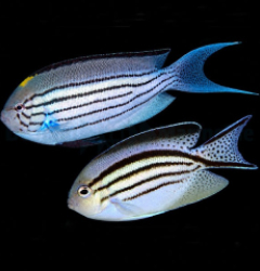Genicanthus lamarck (pair)