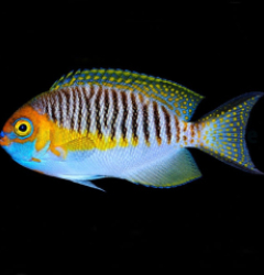 Genicanthus semifasciatus (male)