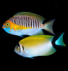 Genicanthus semifasciatus (pair)