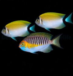 Genicanthus semifasciatus (trio)