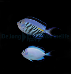 Genicanthus watanabei (pair)