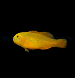 Gobiodon okinawae - DJM Bred