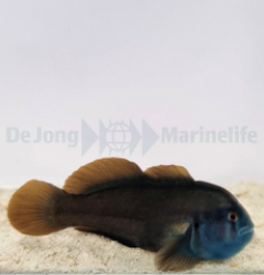 Gobiodon spp. (Blue head)