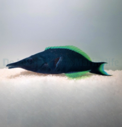 Gomphosus caeruleus (male)