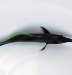 Gomphosus varius (male)