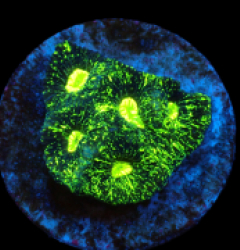Goniastrea spp. (Premium) (frag)