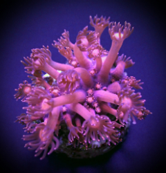 Goniopora spp. Pink (Frag)