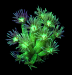 Goniopora sp. (Auassie Glitter) (frag) o 419