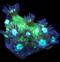 Goniopora sp. (Aussie Glitter) (Frag) pb 263