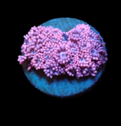 Goniopora sp. (Baby Pink) (S) pb 186