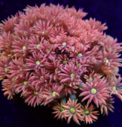 Goniopora sp. (Baby Pink) (Yellow Center) pb 048