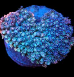 Goniopora sp. (Blue-Pink) (M) o 418