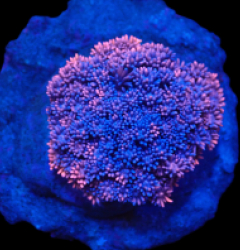Goniopora sp. (Blue-Pink) (S) o 626