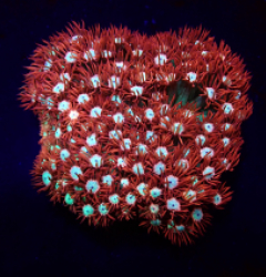 Goniopora spp. (Fire and Ice)