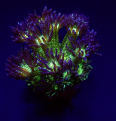 Goniopora spp. (Glitter Blue-Green) (frag)