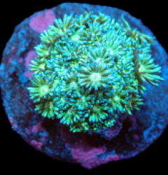 Goniopora sp. (Glitter Bomb) (S) pb 247