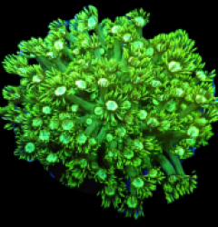 Goniopora sp. (Green) (Ultra) (L) pb 275