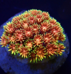 Goniopora spp. (Hellfire) (frag)