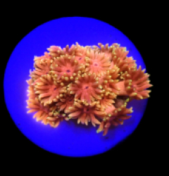 Goniopora sp. (Hellfire) (DJM frag) (Rare) o 379