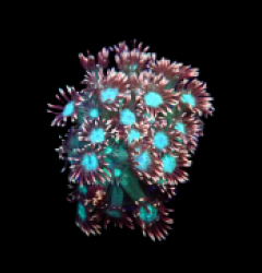 Goniopora sp. (Lavandula) (DJM frag) o 081