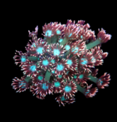 Goniopora sp. (Lavandula) (DJM frag) o 629