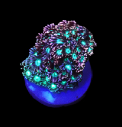 Goniopora sp. (Lavandula) (DJM frag) o 636