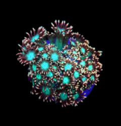 Goniopora sp. (Lavandula) (DJM frag) o 643