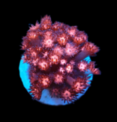 Goniopora sp. (Pink Ultra) (S) pb 074
