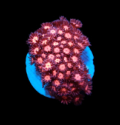 Goniopora sp. (Pink Ultra) (S) pb 287