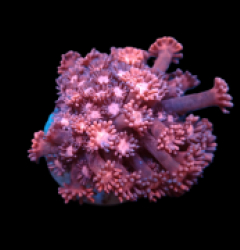 Goniopora sp. (Pink Ultra) (S) pb 632