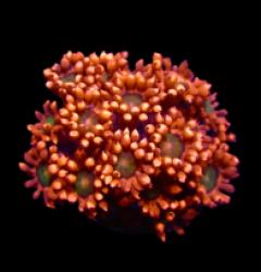 Goniopora sp. (Red-Green Center) (frag) pb 012