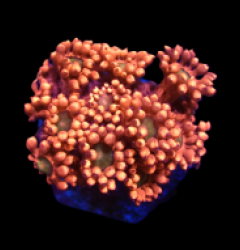 Goniopora sp. (Red-Green Center) (frag) pb 353