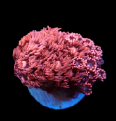 Goniopora sp. (Red-Pink) (S) pb 237